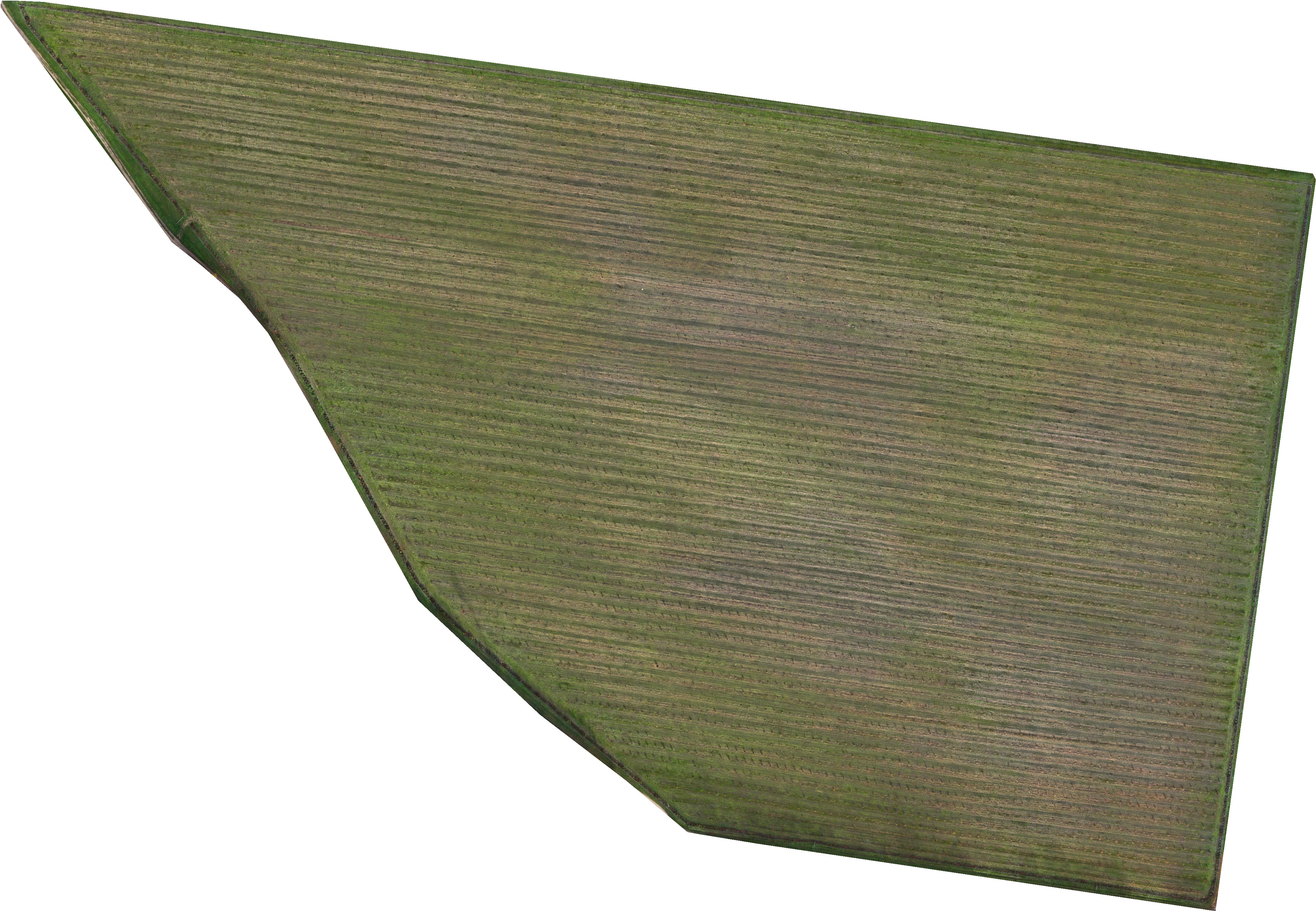 Parcelle Charles VII - orthophoto 16ha